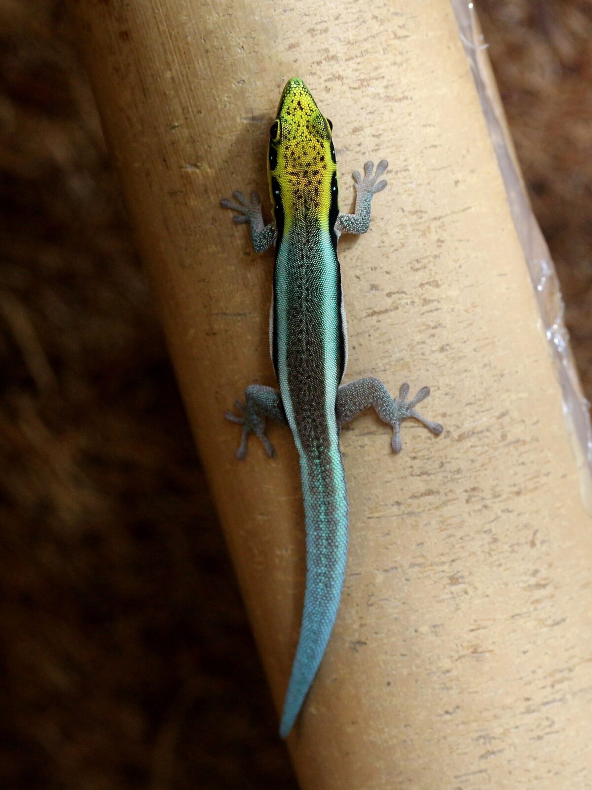 Sky Blue Day Gecko