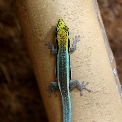Blue Day Gecko