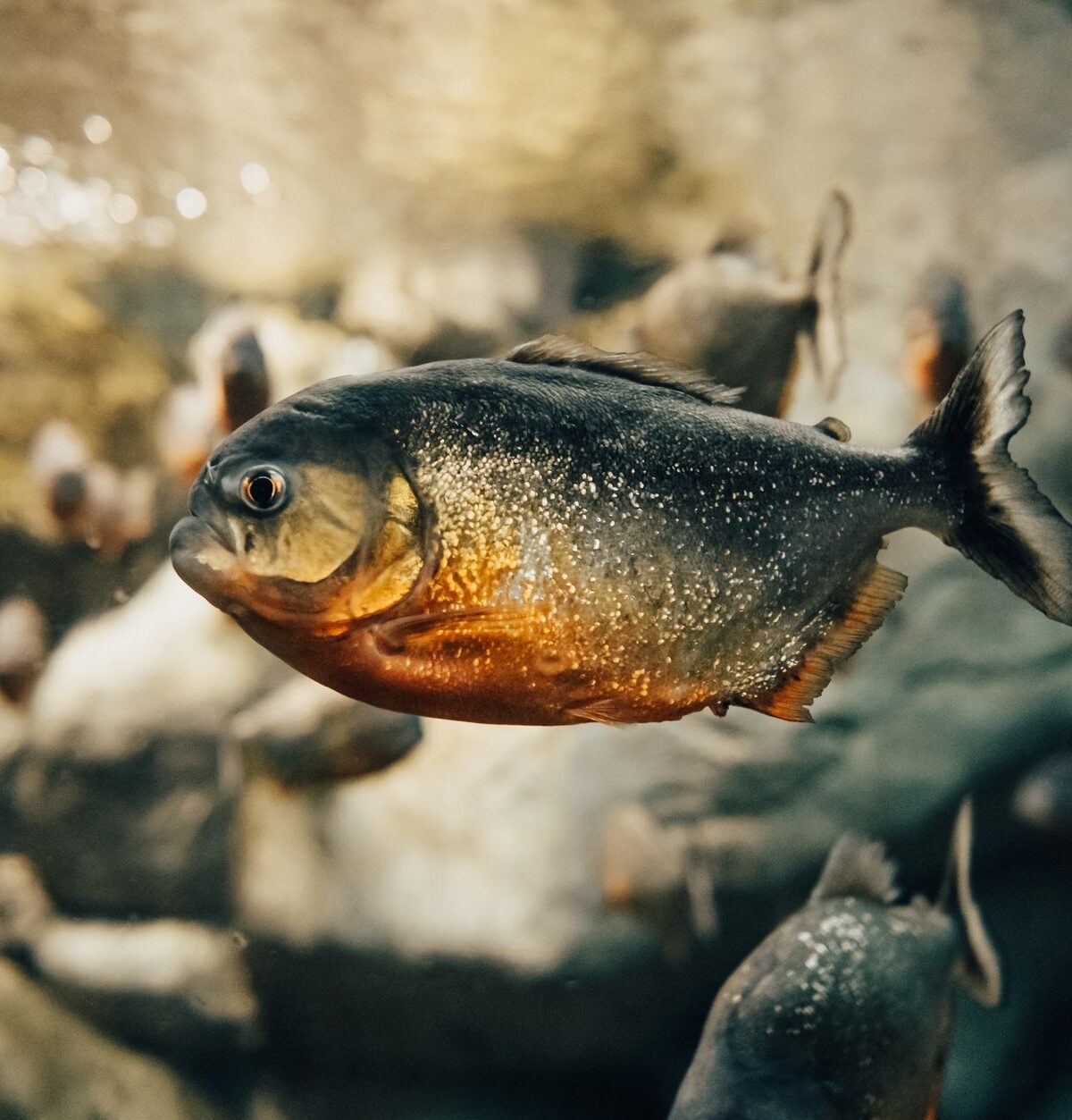 Red Piranha