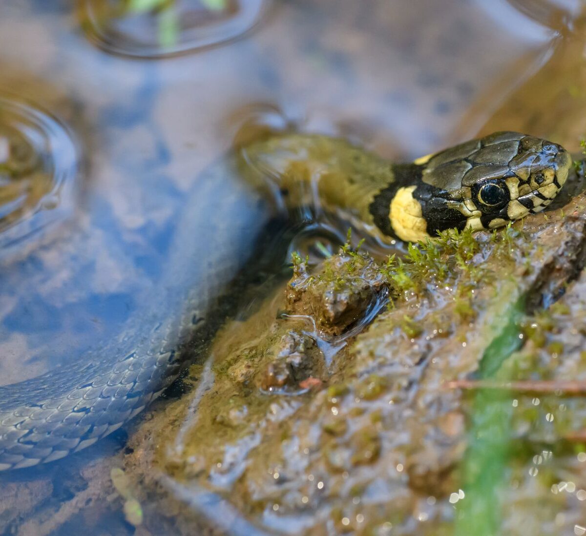 Grass Snake
