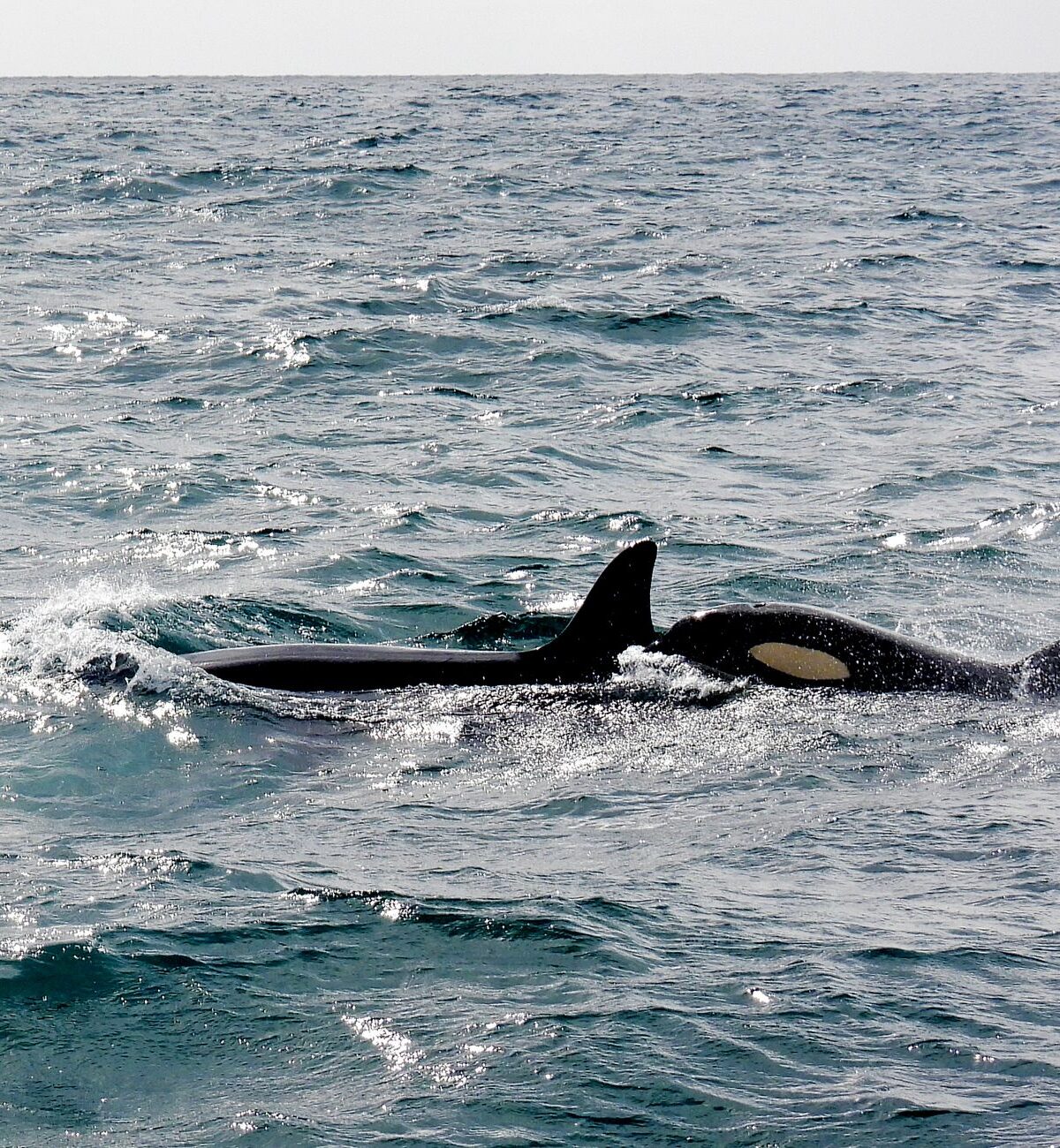 Orca