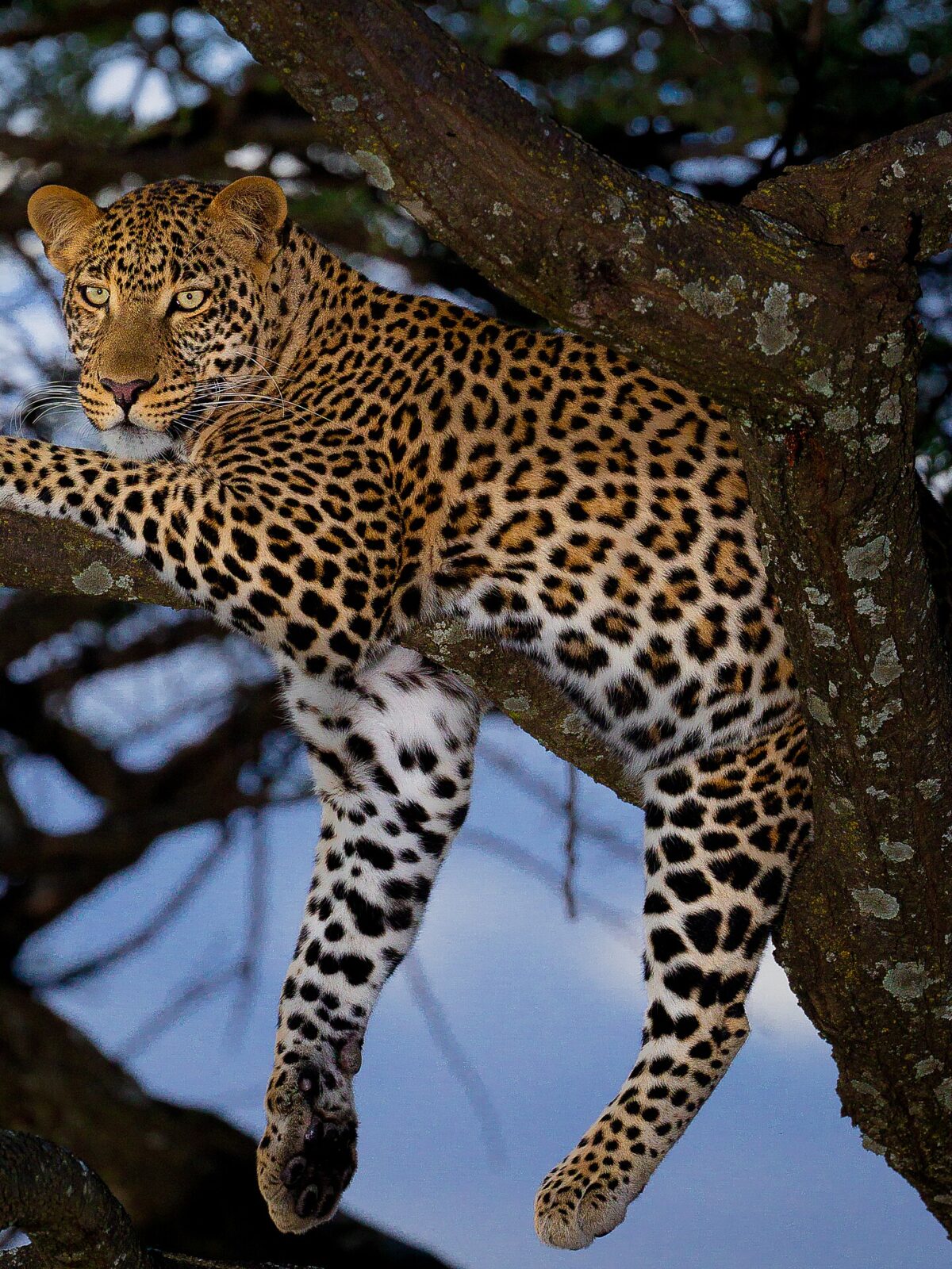 Panther