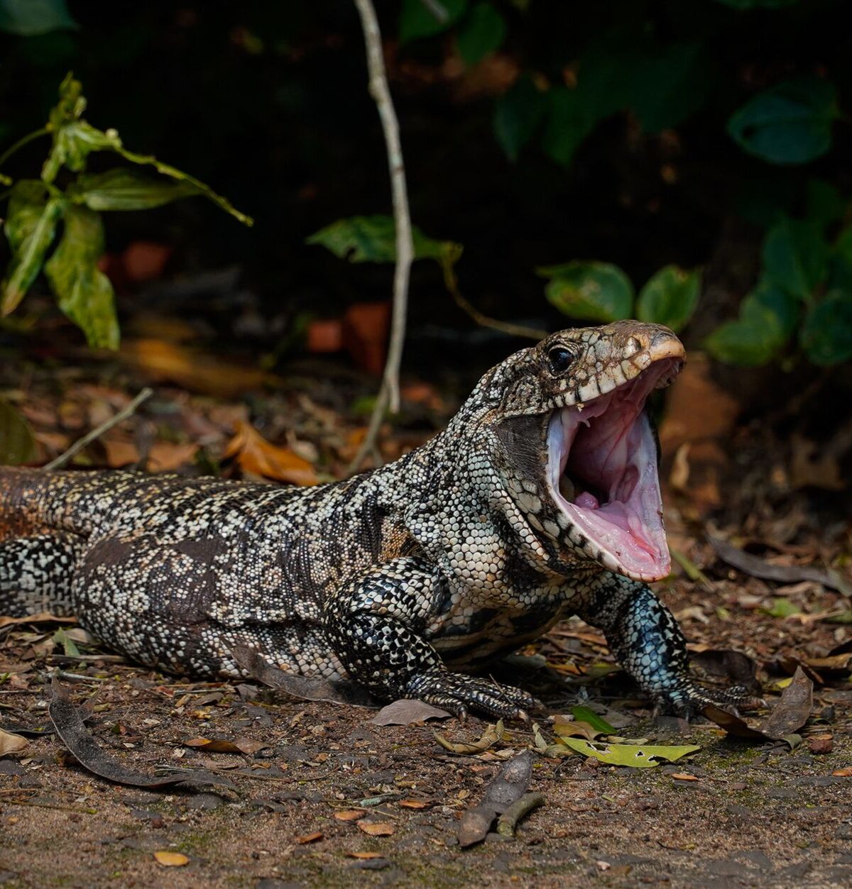 Golden Tegu