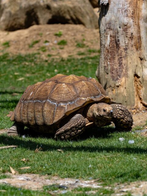 African Spurred Tortoise