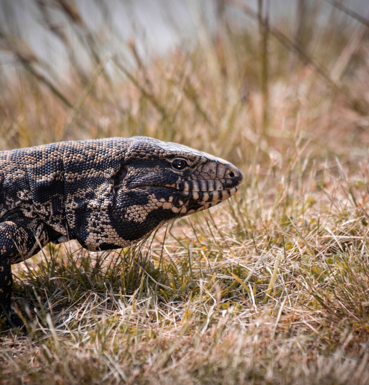 Argentine Tegu