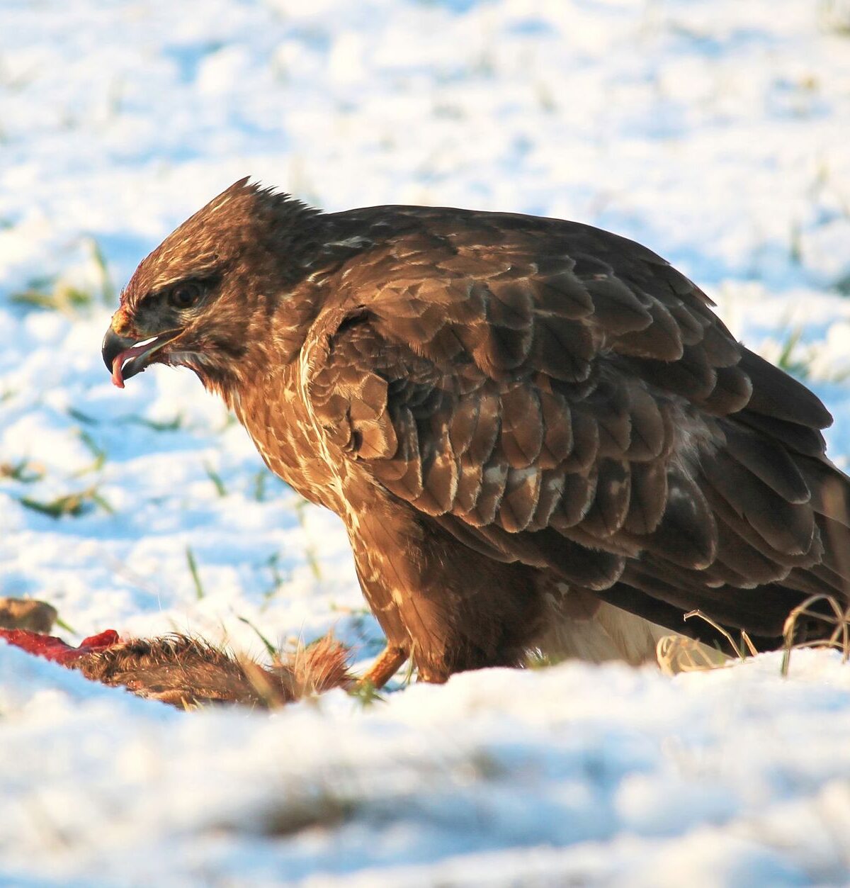 Buzzard