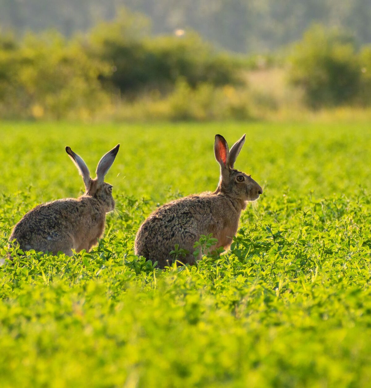 Hare