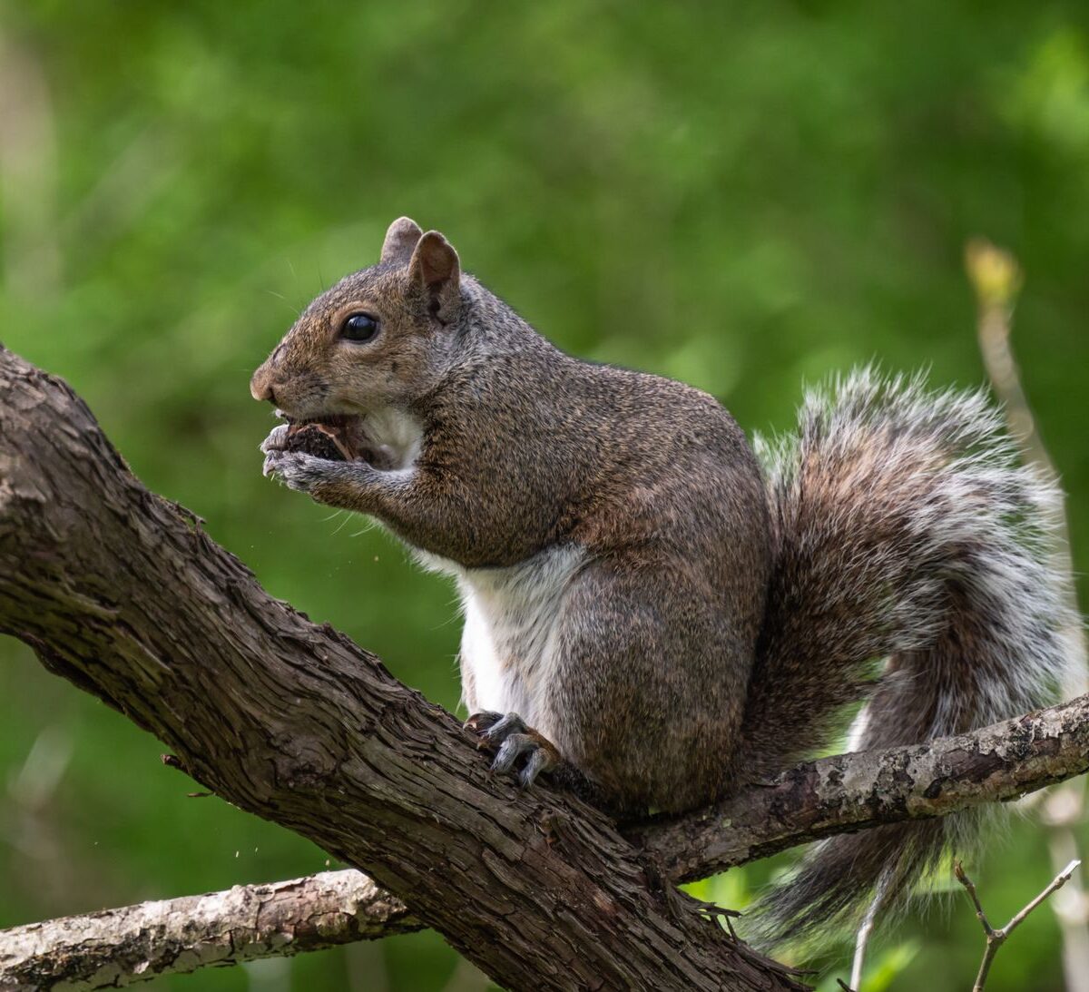 Squirrel