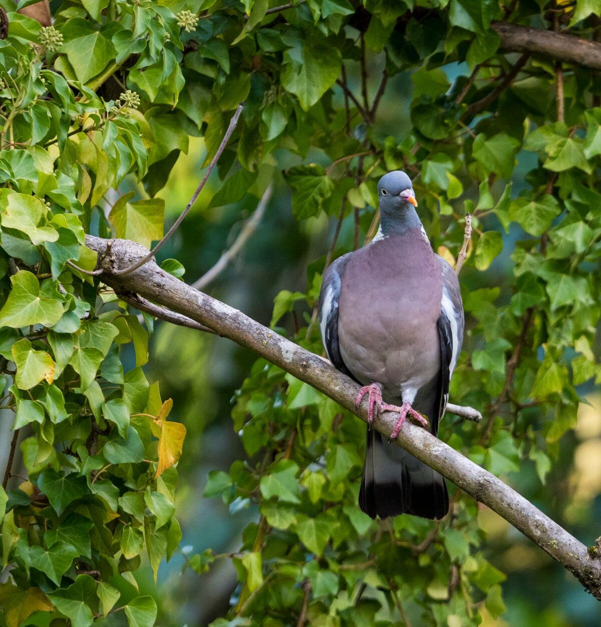 Wood Pigeon