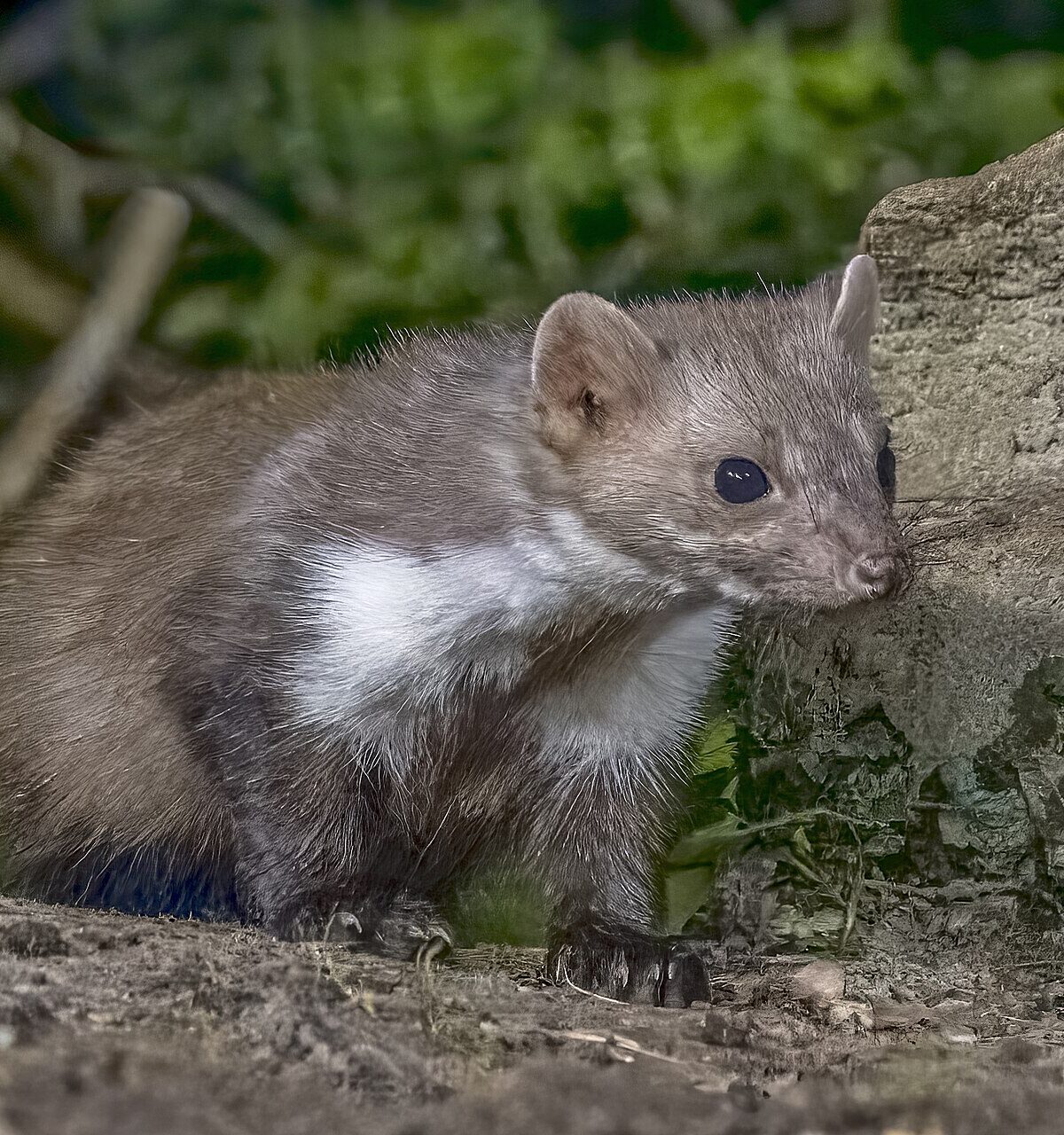 Beech Marten