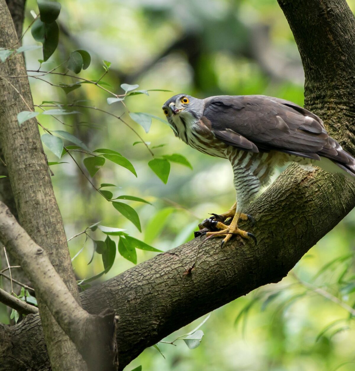 Eurasian Sparrowhawk