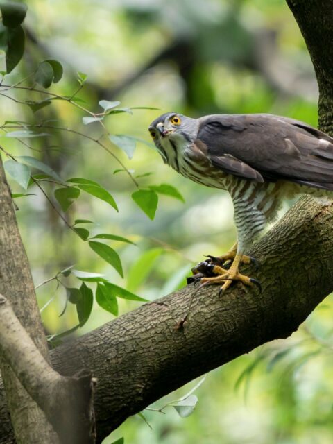 Eurasian Sparrowhawk