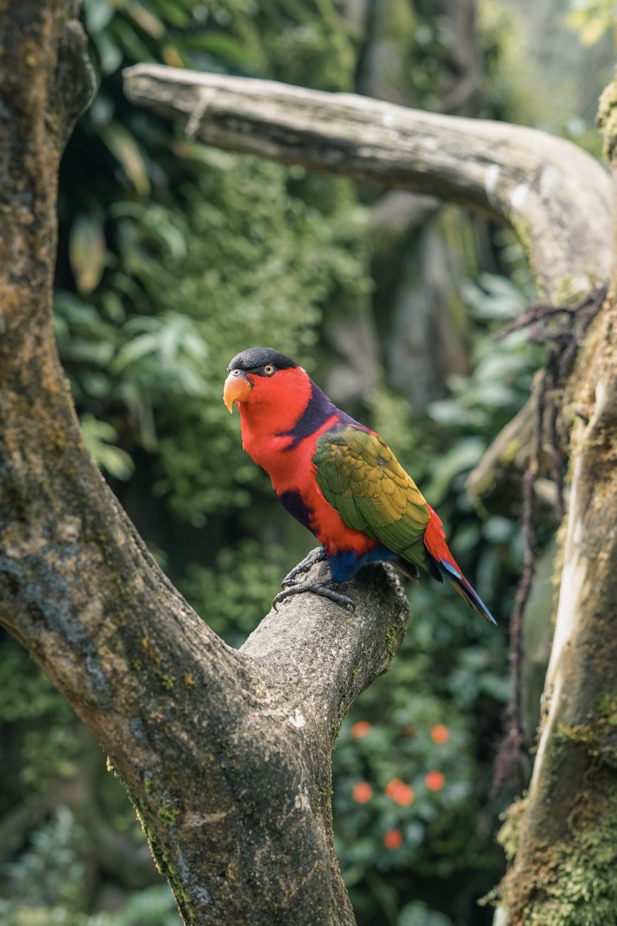 Black-Capped Lory