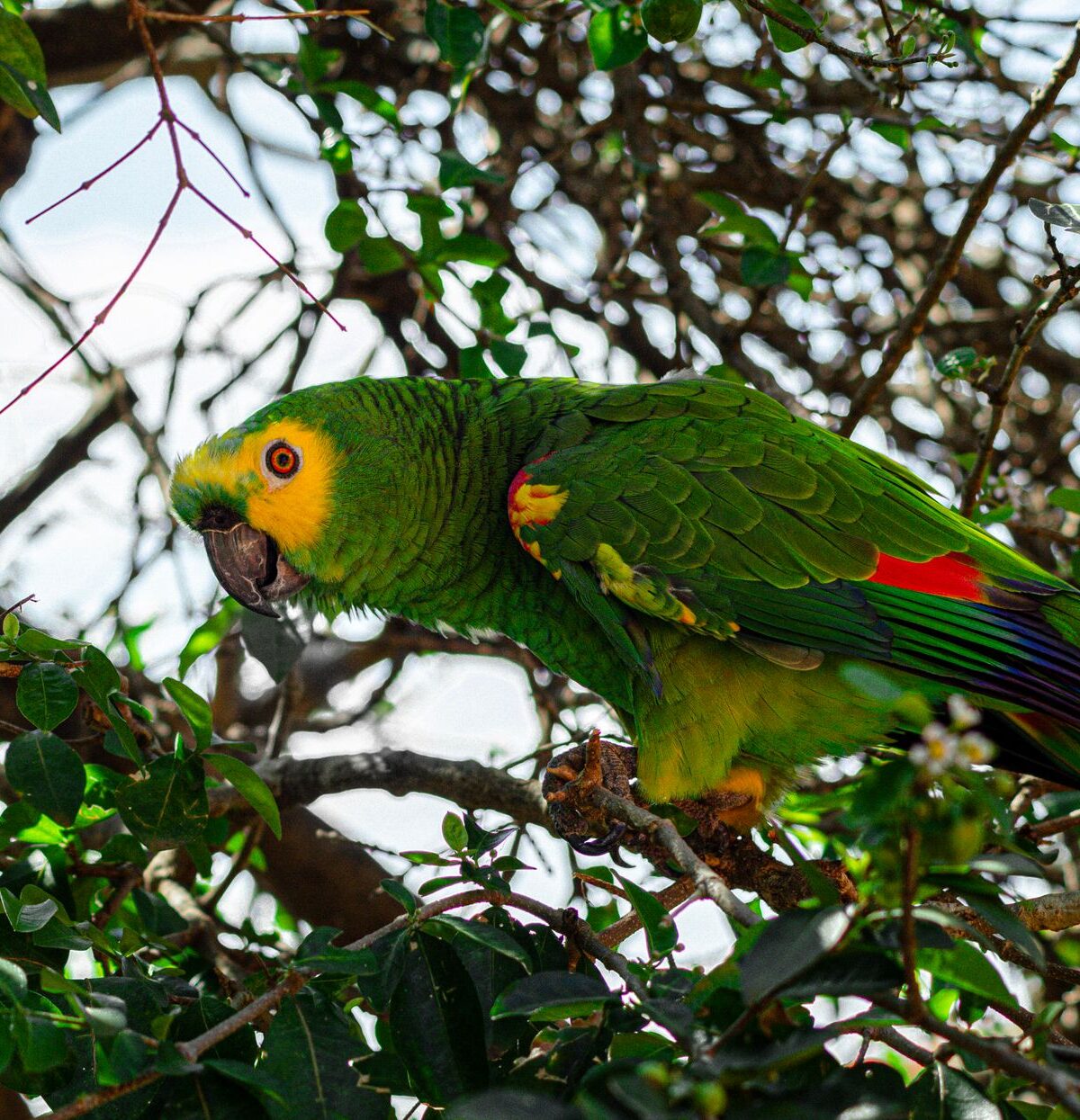 Amazon Parrot