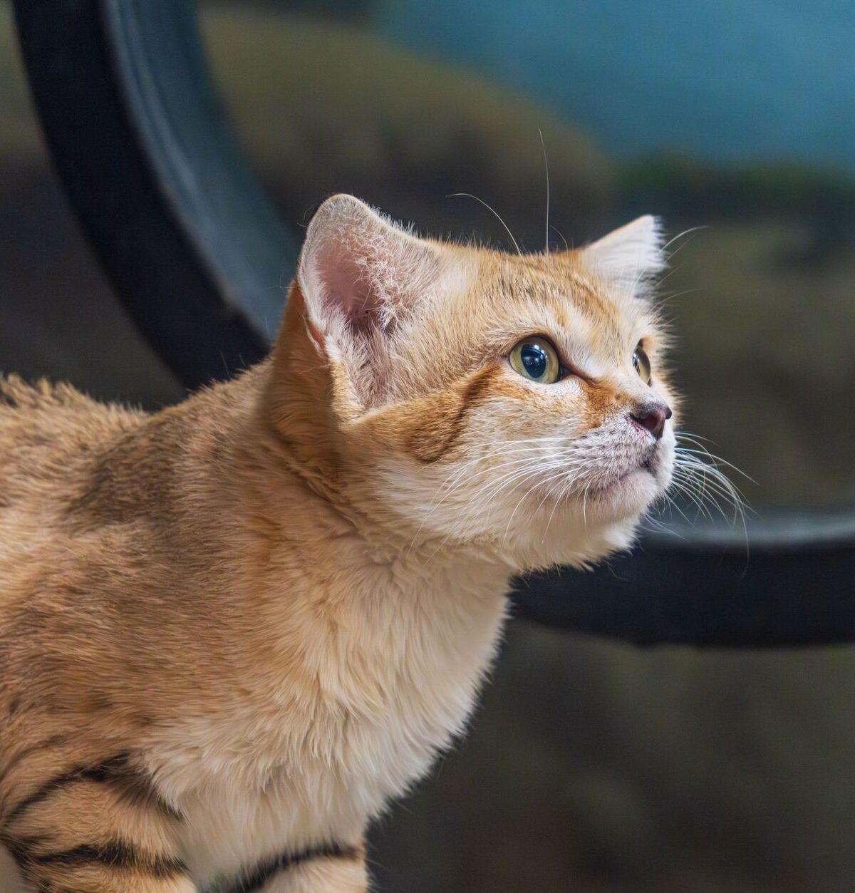 Black-Footed Cat
