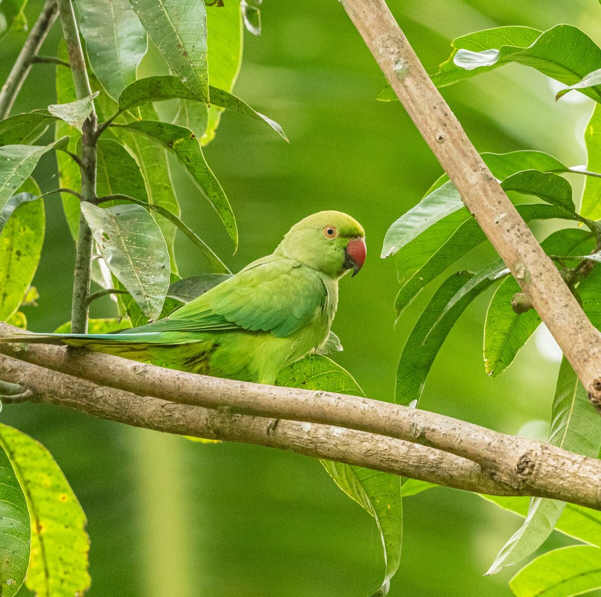Parakeet