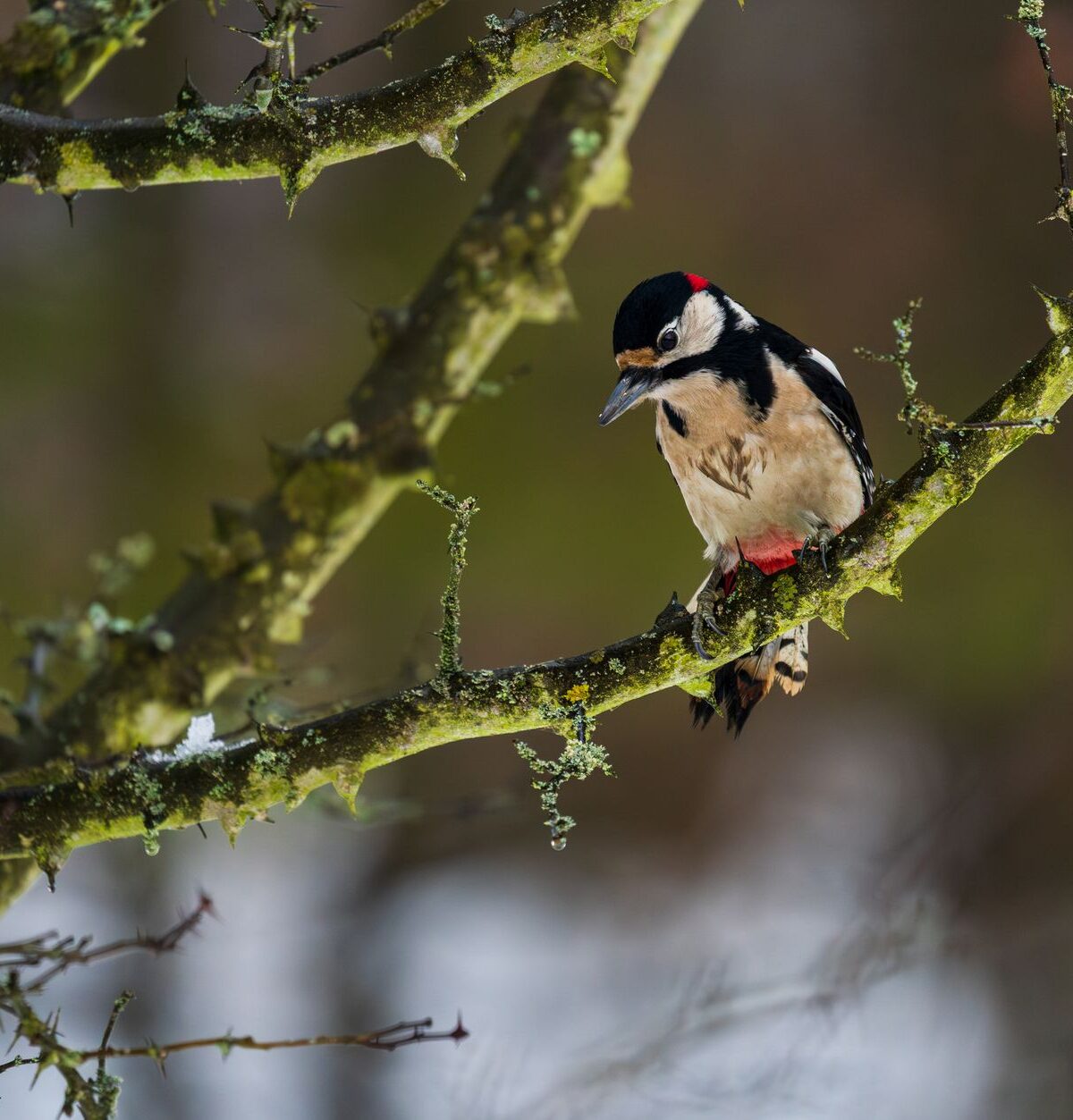 Woodpecker
