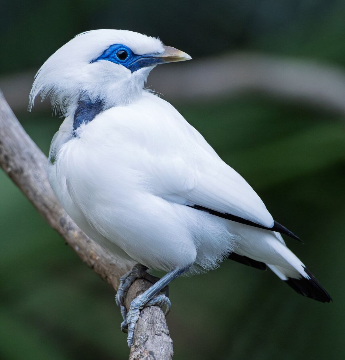 Bali Myna
