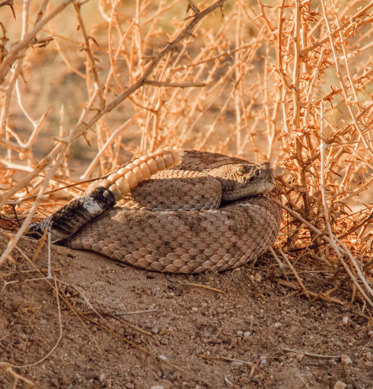 Rattlesnake