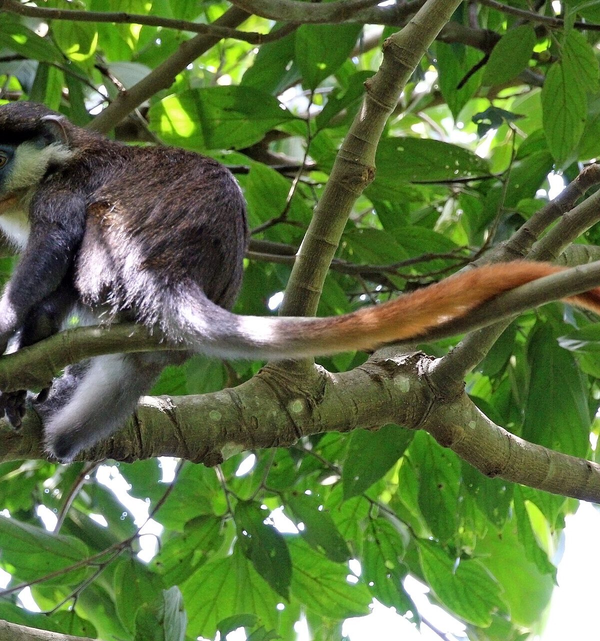 Schmidt's Red-tailed Guenon