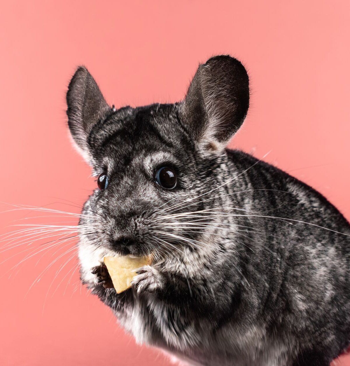 Chinchilla