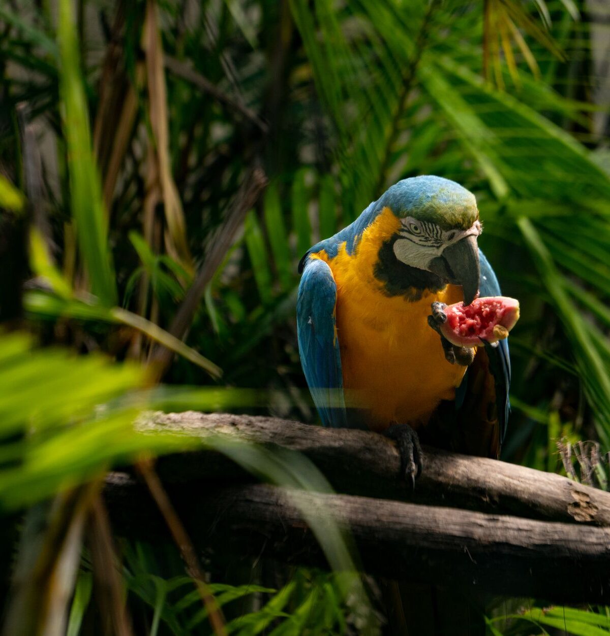 Macaw