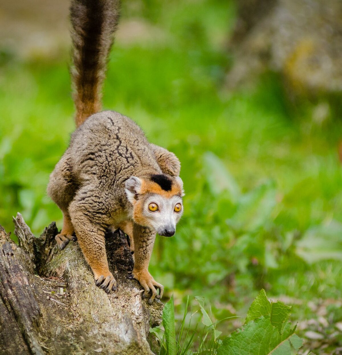 White-Fronted Brown Lemur