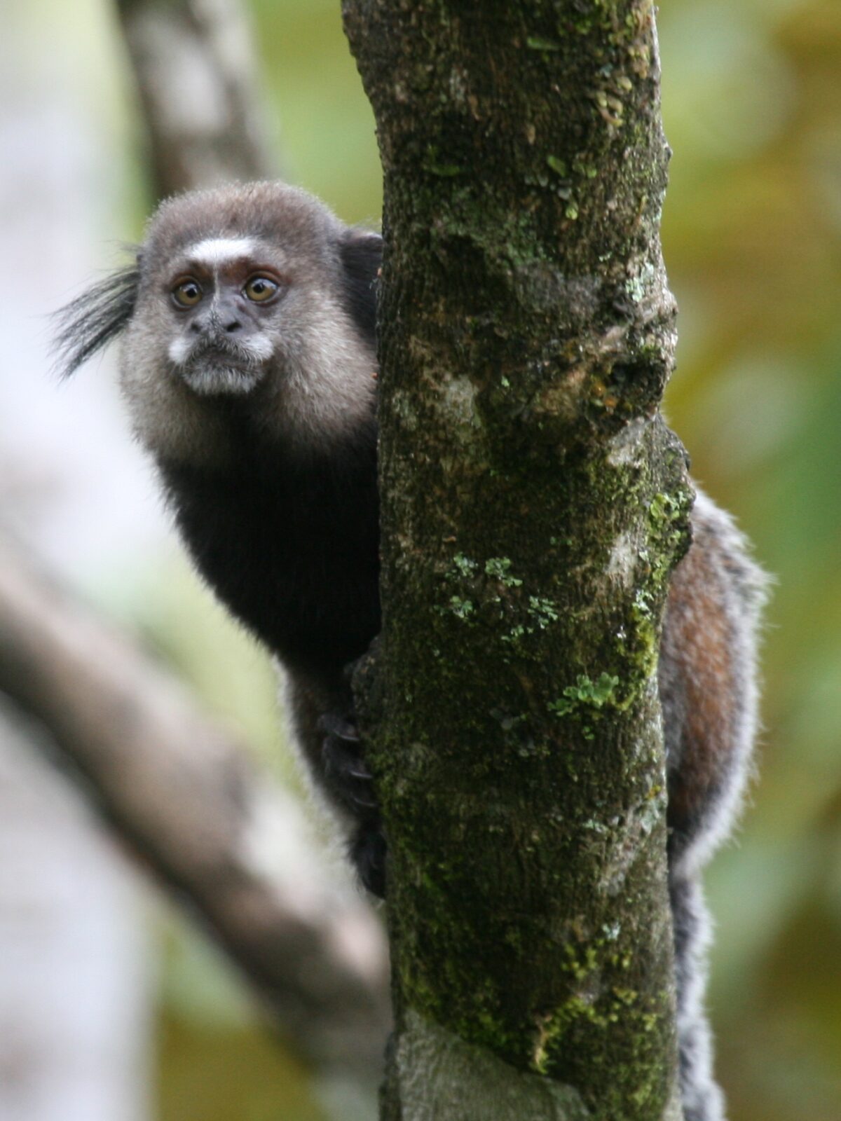 Black-eared Marmoset