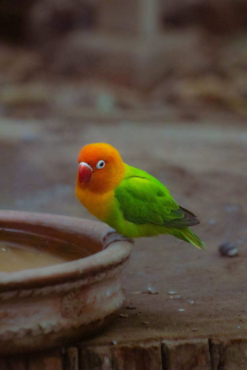 Fischer's Lovebird