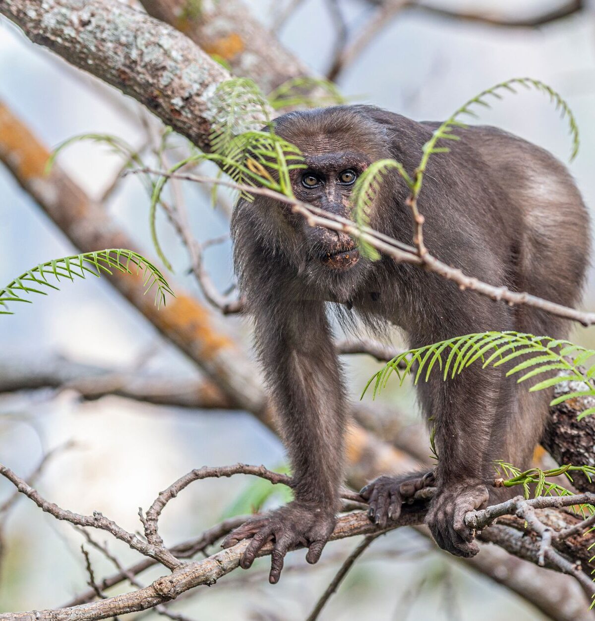 Stump-tailed Macaque