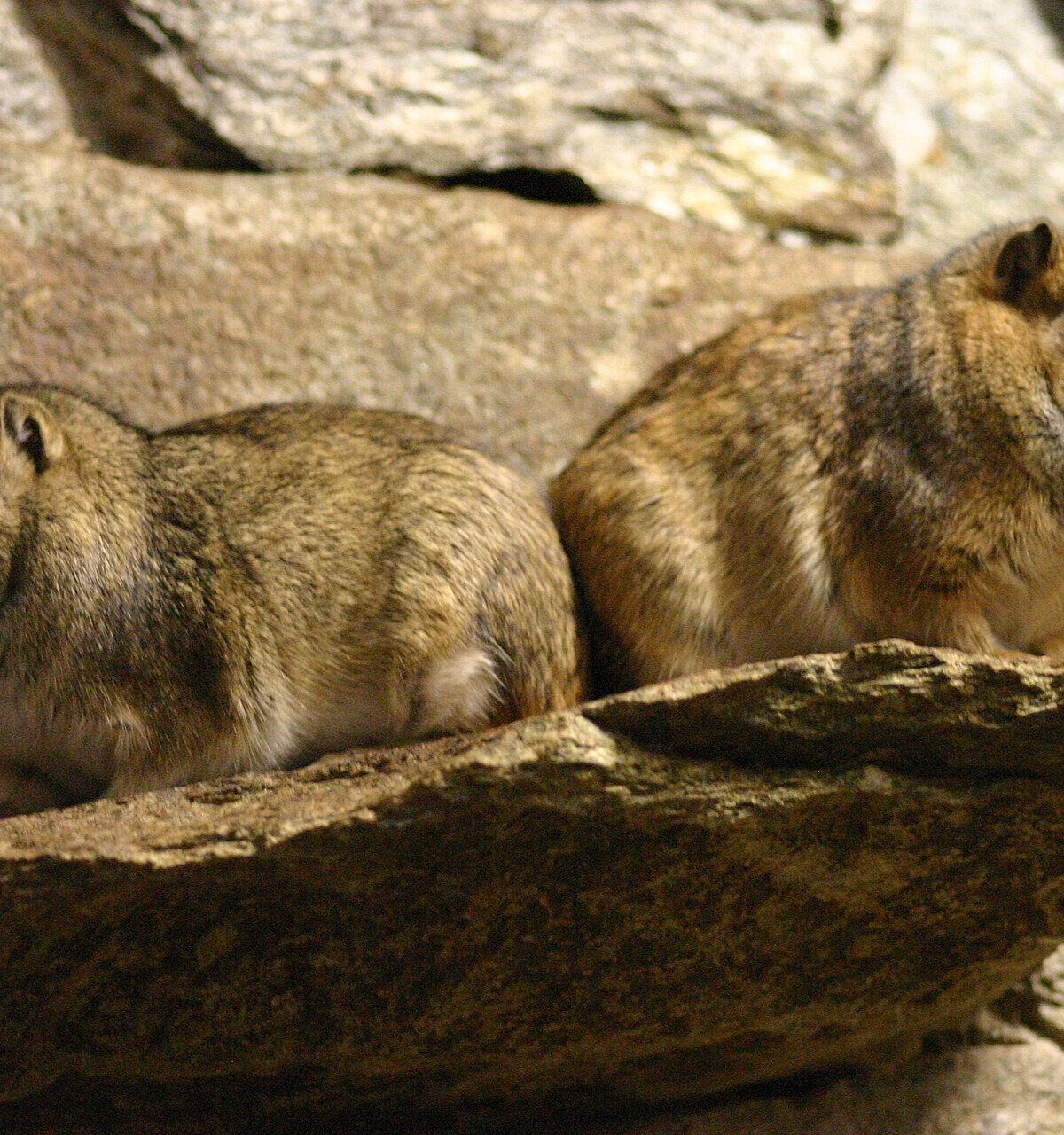 Rock Cavy