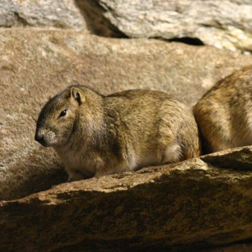 Cavy
