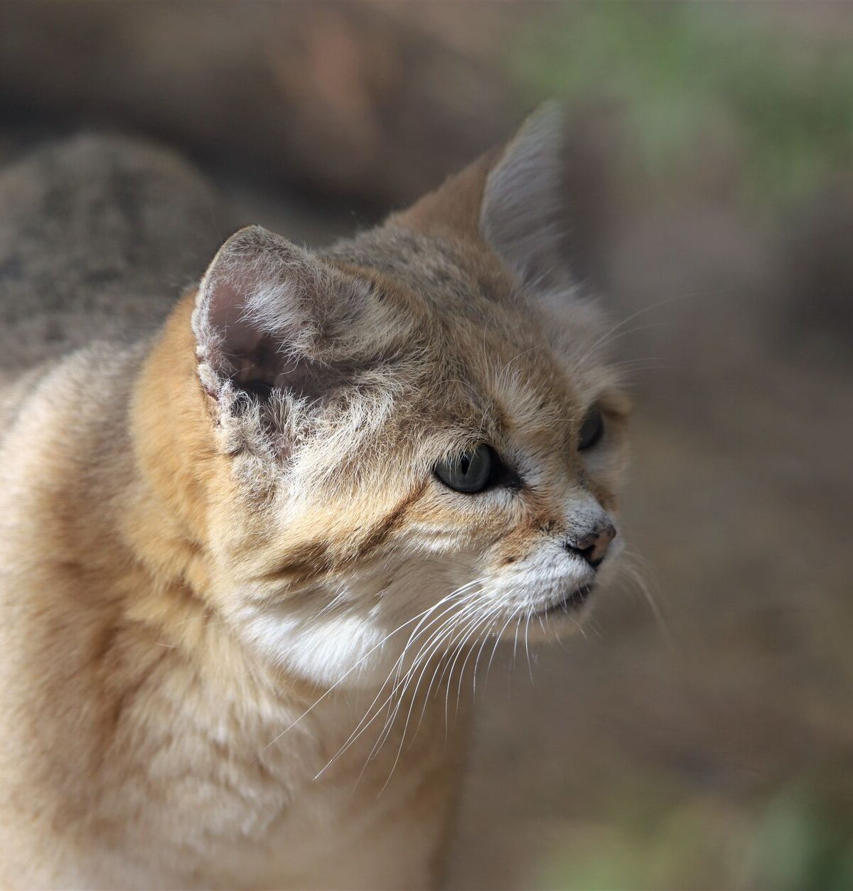 Arabian Sand Cat