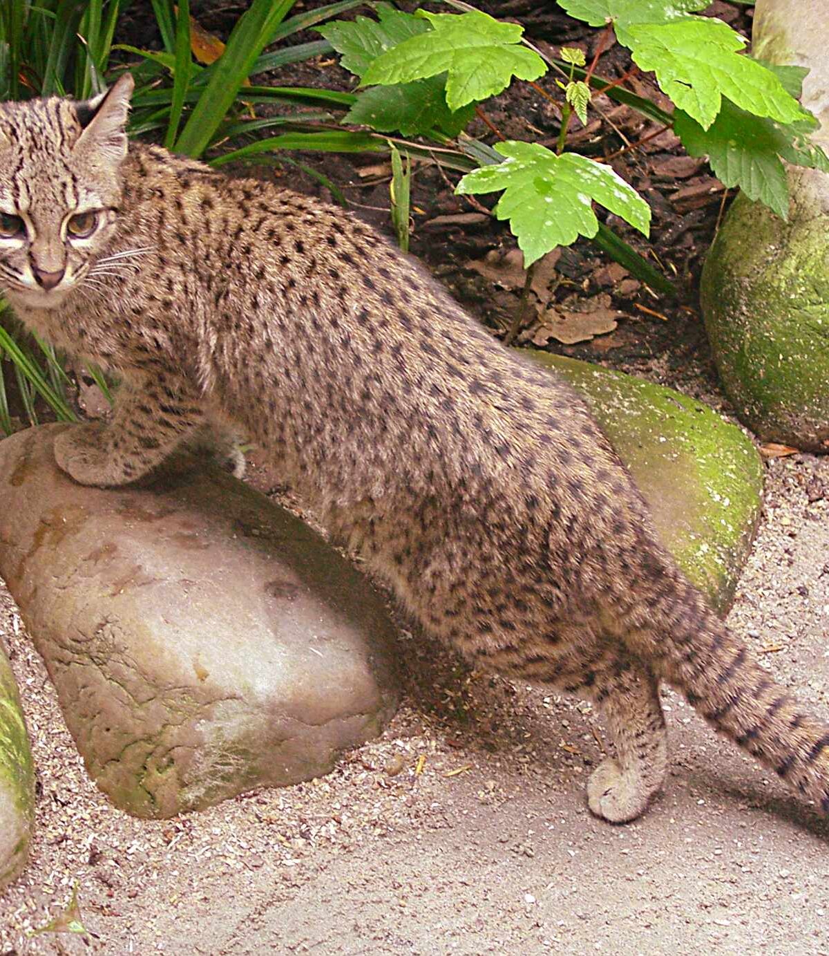 Geoffroy's Cat