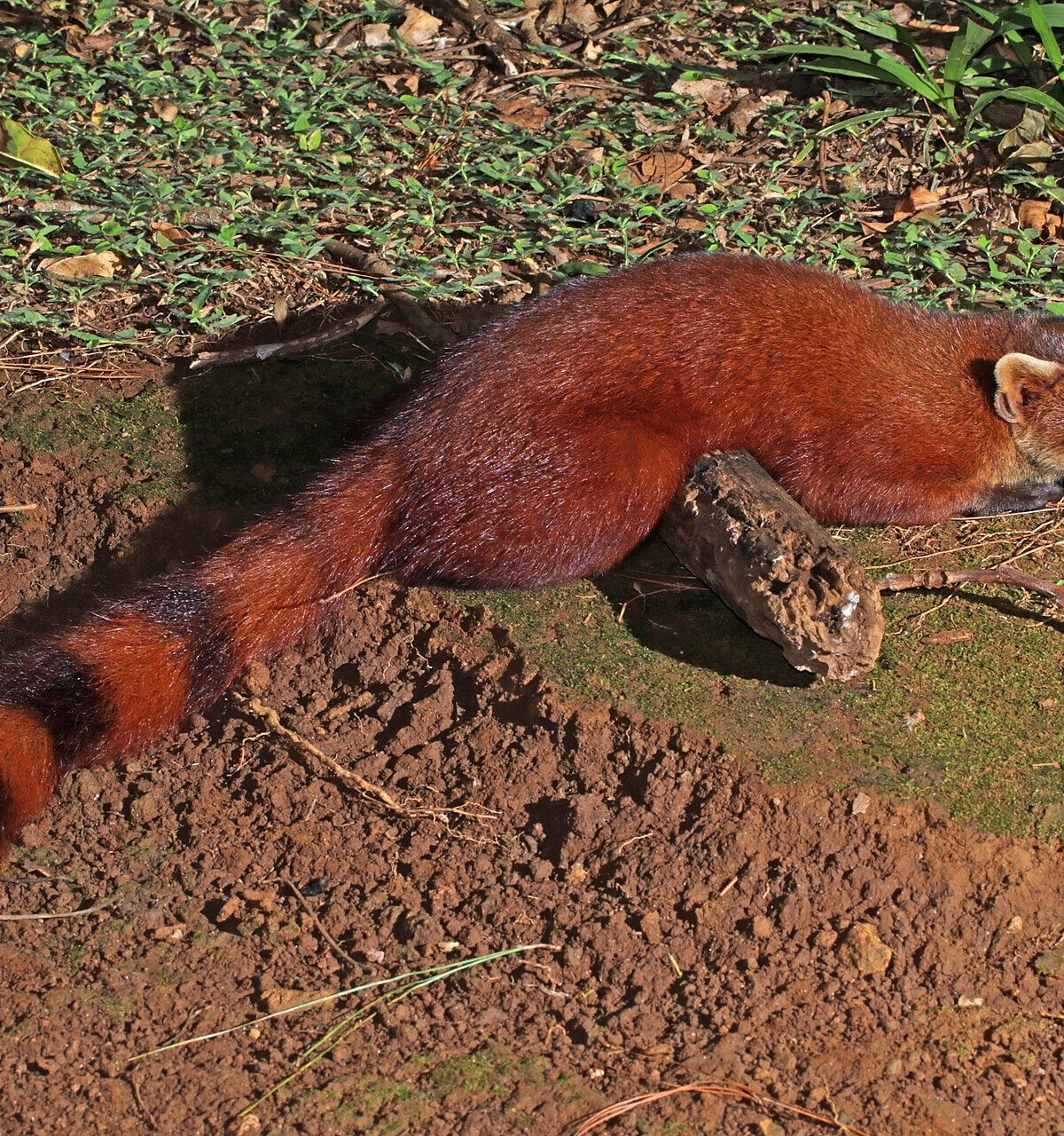 Ring-Tailed Mongoose
