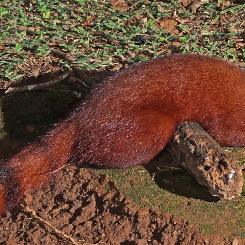 Mongoose