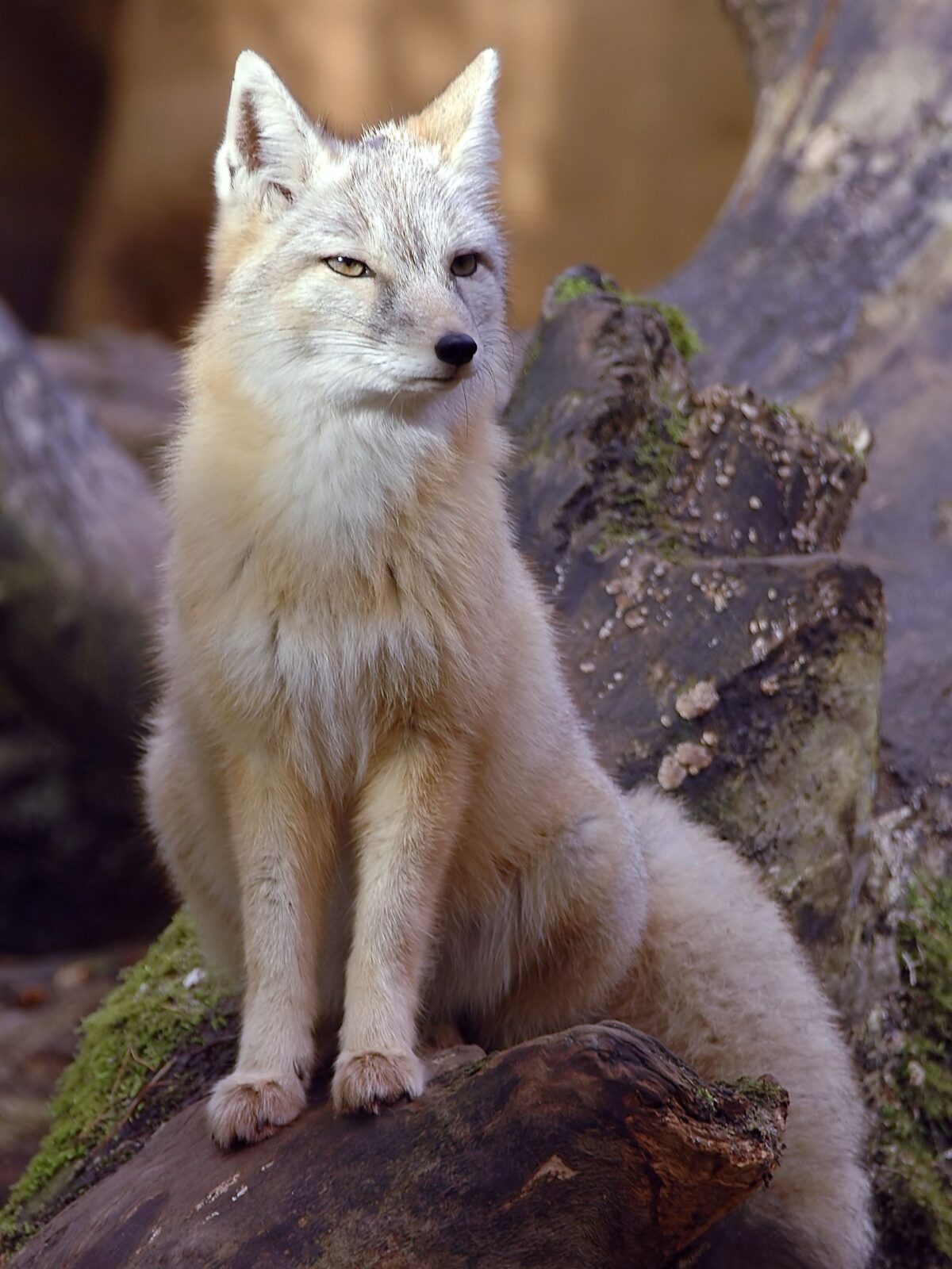 Corsac Fox