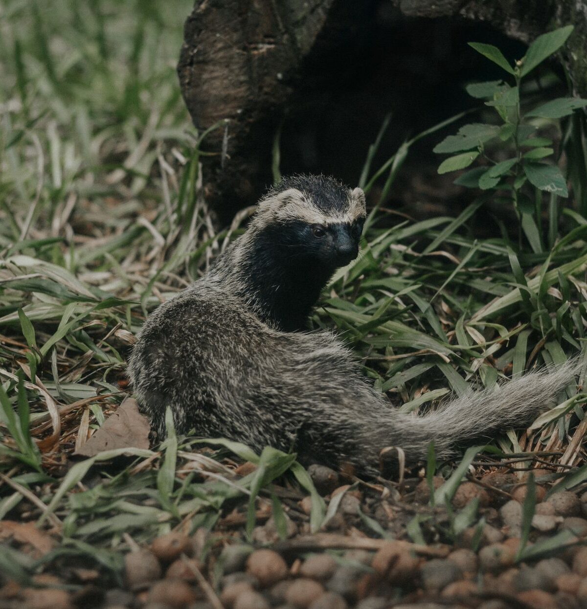Tayra