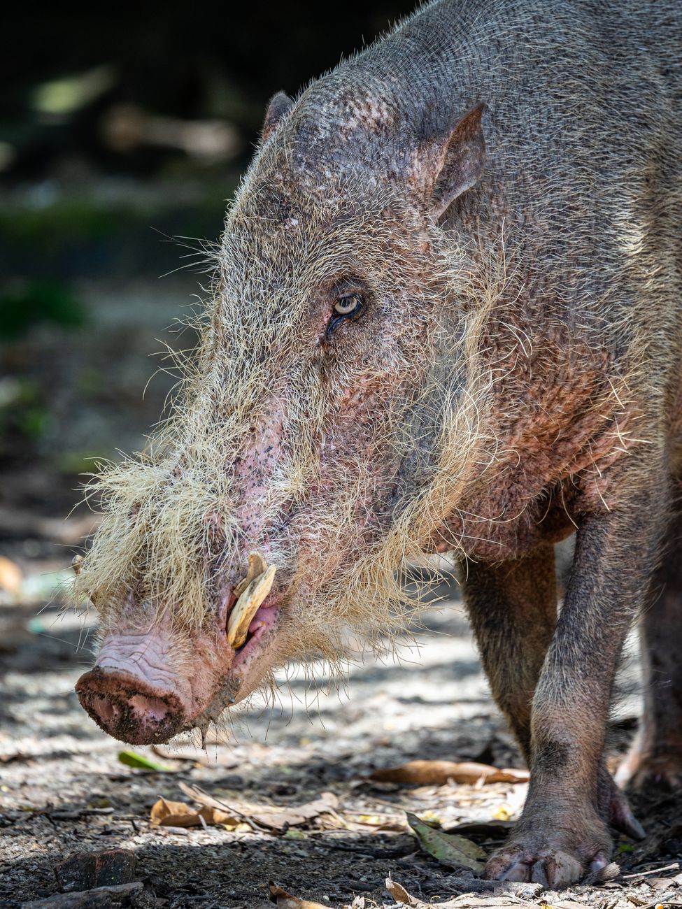 Bearded Pig