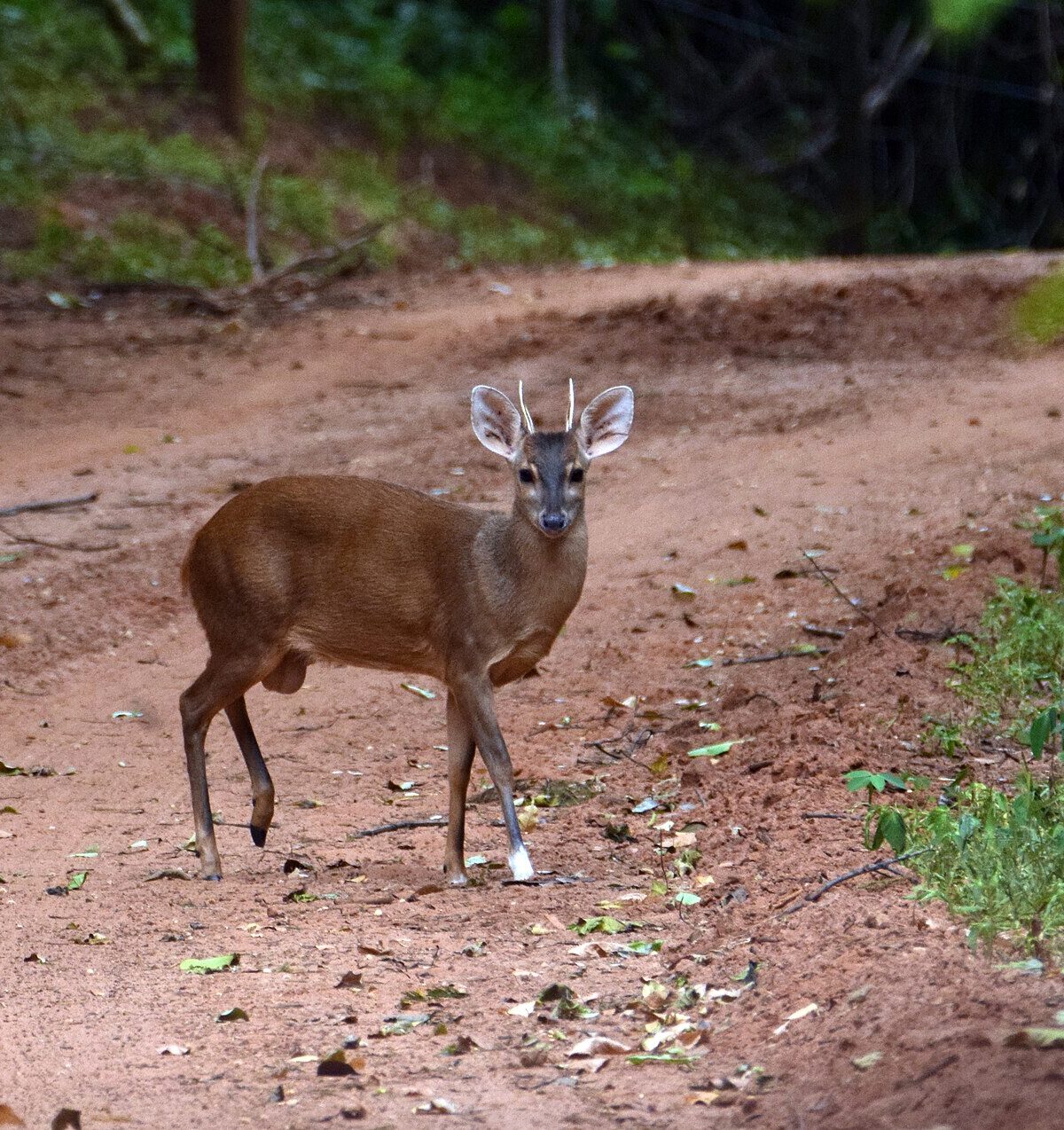 Brown Brocket