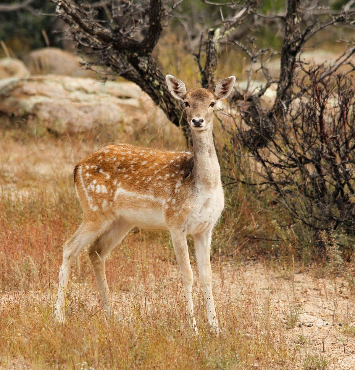 Mesopotamian Fallow Deer