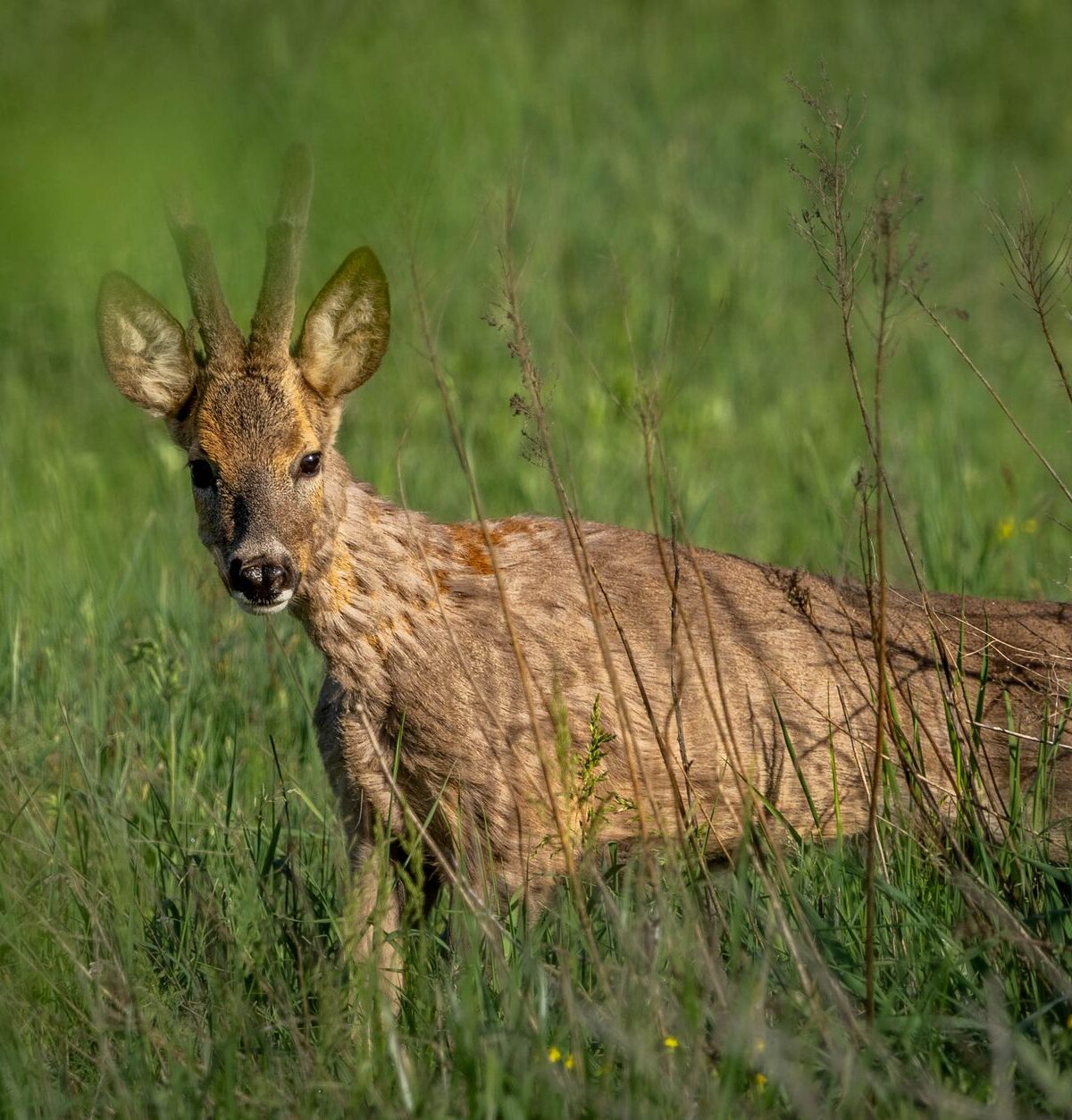 Chinese Water Deer