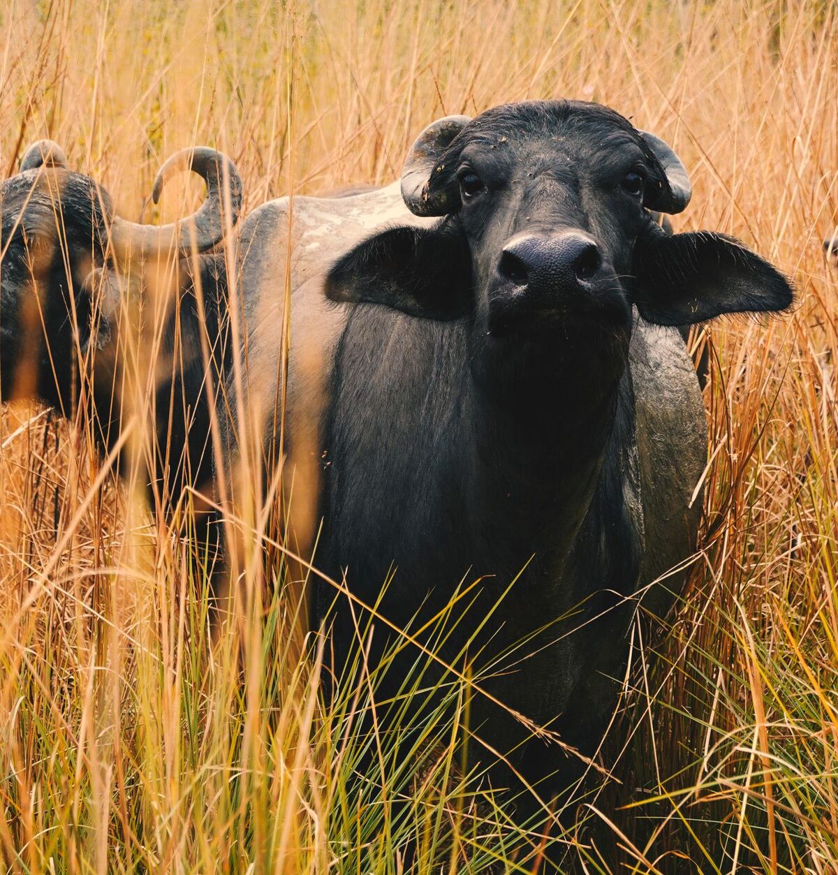 Asiatic Water Buffalo