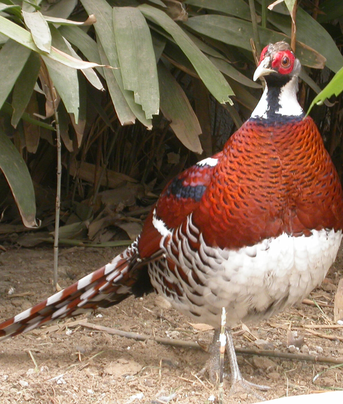 Elliot's Pheasant