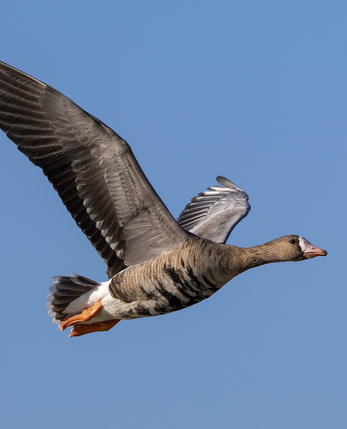 Greenland White-fronted Goose