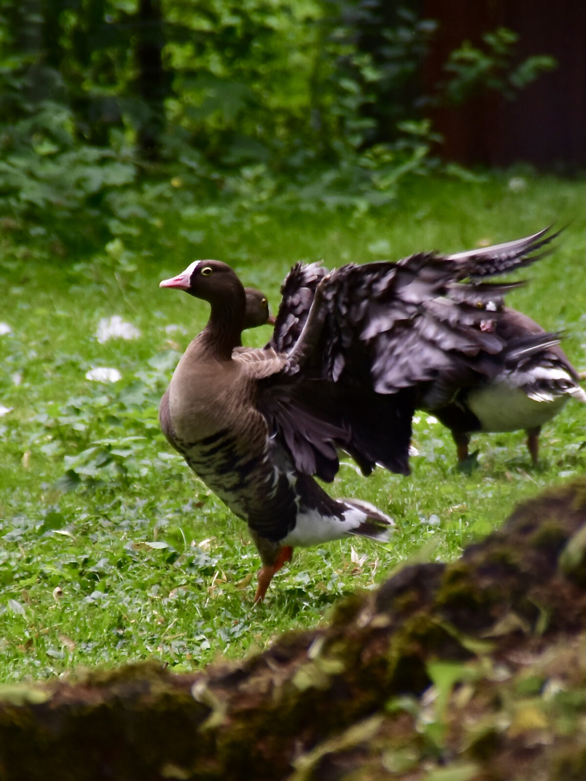 Lesser White-fronted Goose