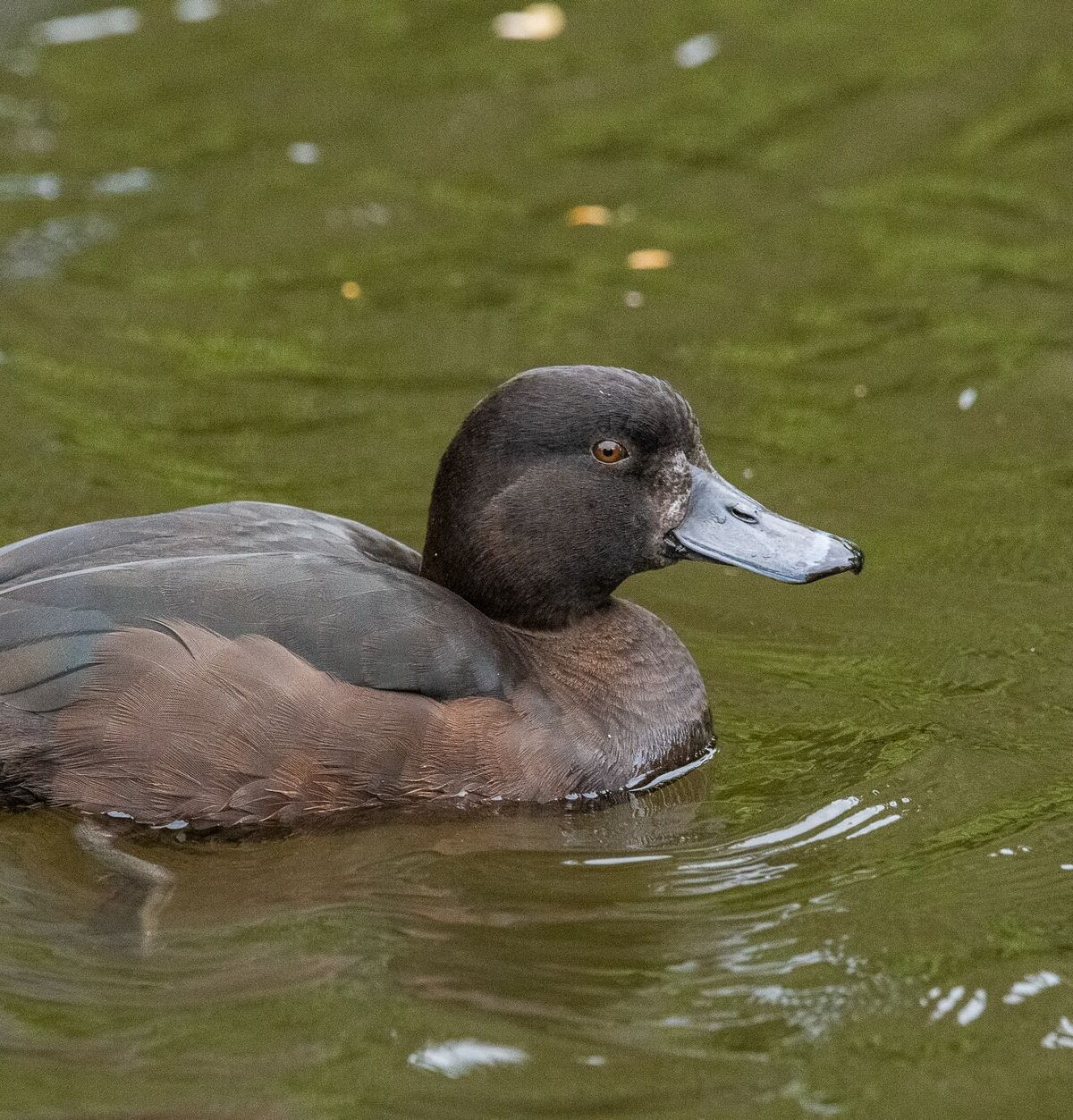 Scaup