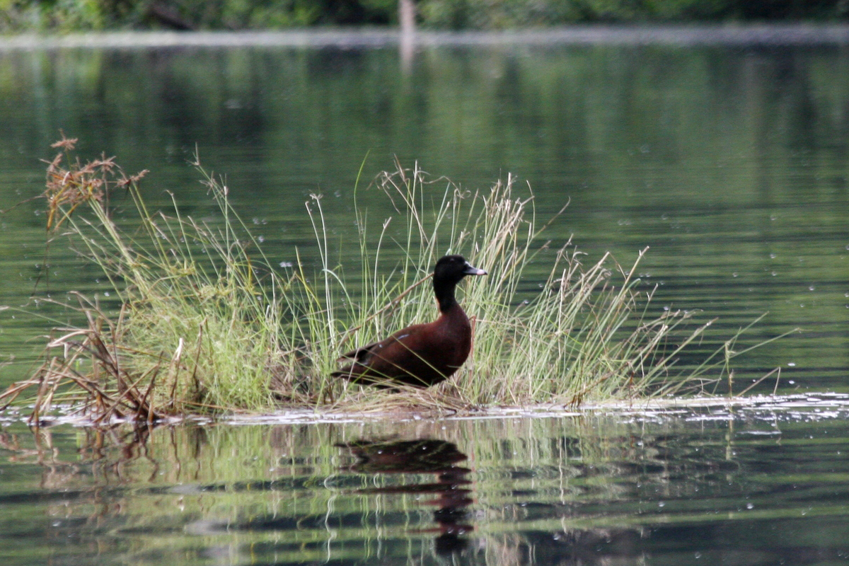Hartlaub's Duck