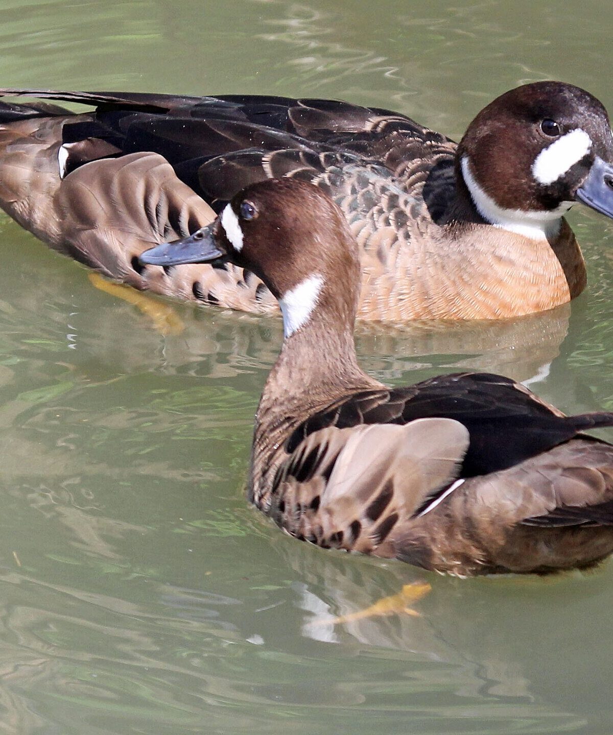 Bronze-winged Duck