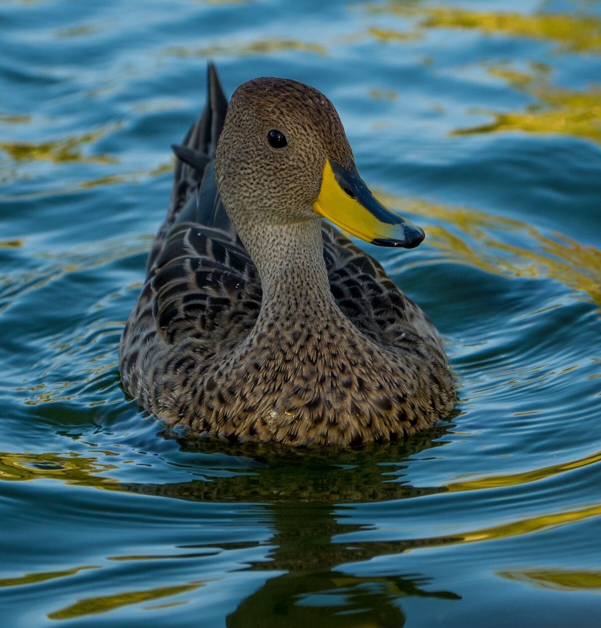 Yellow-billed Duck